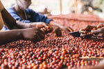 ETHIOPIA BANKO GOTITI NATURAL