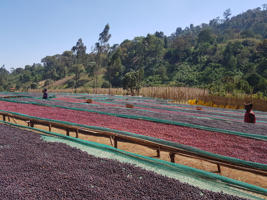 Ethiopia Guji Natural (EML) - Swiss Water Decaf