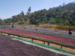 Ethiopia Guji Benti Natural(EML)