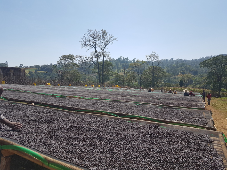 Ethiopia Guji Natural (EML) - Swiss Water Decaf