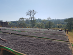 Ethiopia Guji Benti Natural(EML)