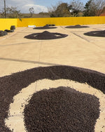 Brazil Fazenda Um Mundo Novo (EML)