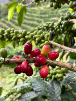 Colombia Pink Bourbon (EML)