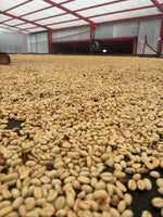 Colombia Pink Bourbon (EML)