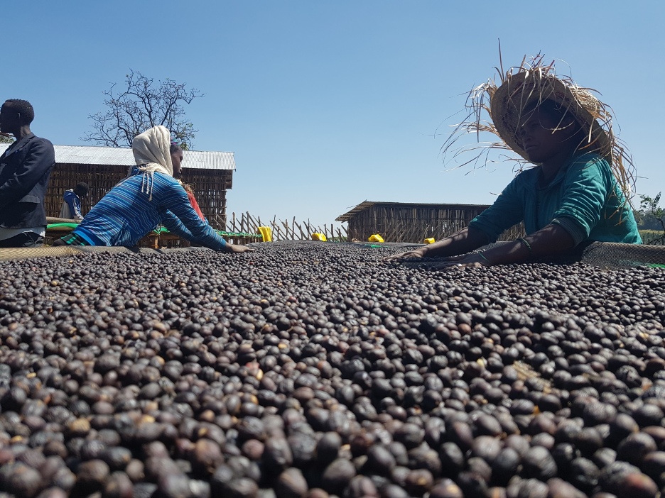 Ethiopia Guji Natural (EML) - Swiss Water Decaf