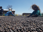 Ethiopia Guji Benti Natural(EML)