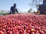 Ethiopia Guji Benti Natural(EML)