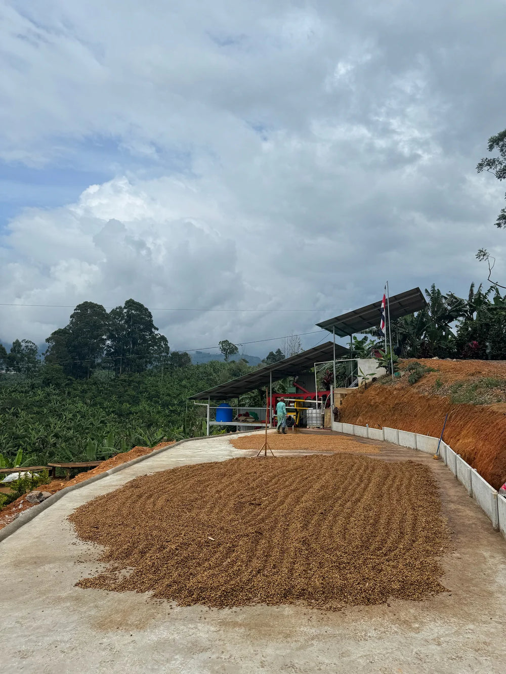 Don Miro, San Marcos, Tarrazú - 69kg
